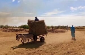 Crise agricole à Kheune (Département Dagana) : Les producteurs de riz appellent à l’aide