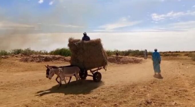 Crise agricole à Kheune (Département Dagana) : Les producteurs de riz appellent à l’aide