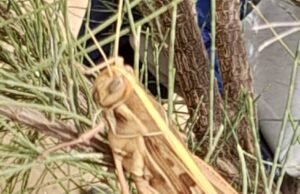 Des criquets envahissent les périmètres arboricoles de Serigne Abibou Mbacké Ibn Serigne Fallou à Madina Mboba