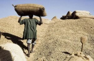 Arachide : L’État maintient le prix à 305 FCFA le kg pour la nouvelle campagne de commercialisation